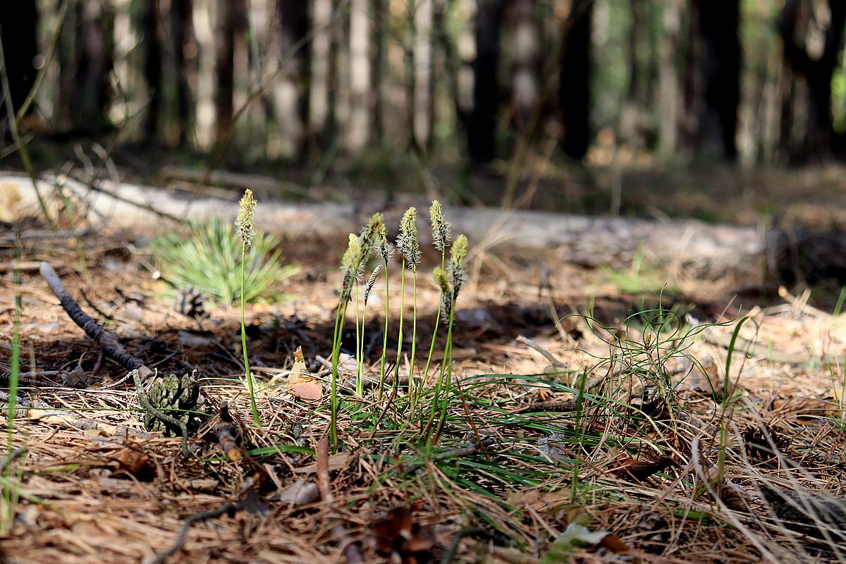 Изображение особи Carex ericetorum.