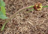 Paeonia suffruticosa