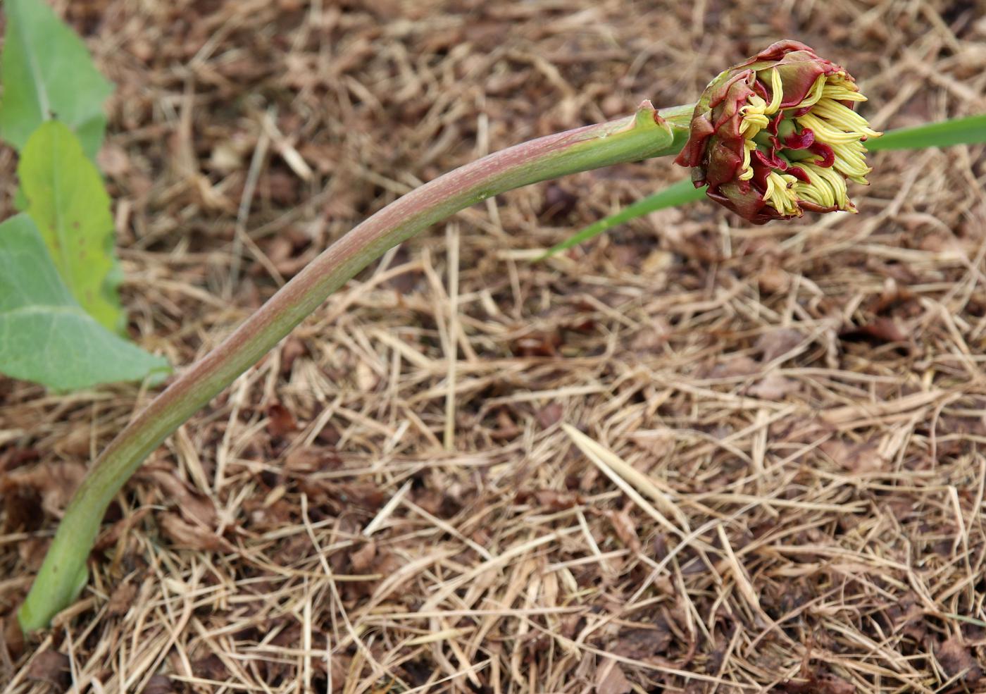 Изображение особи Paeonia suffruticosa.