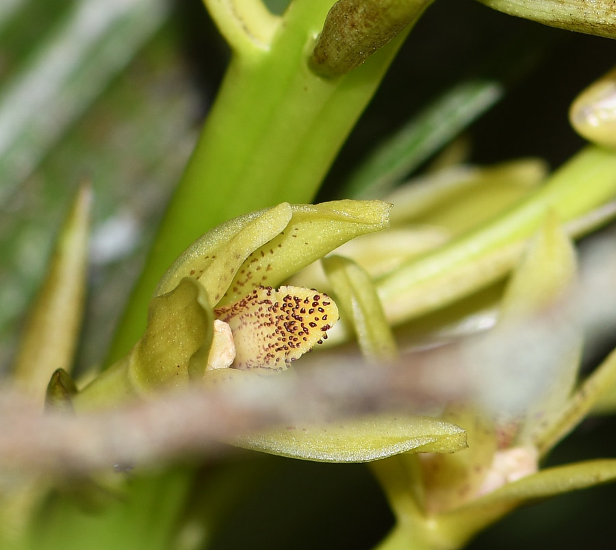 Image of familia Orchidaceae specimen.