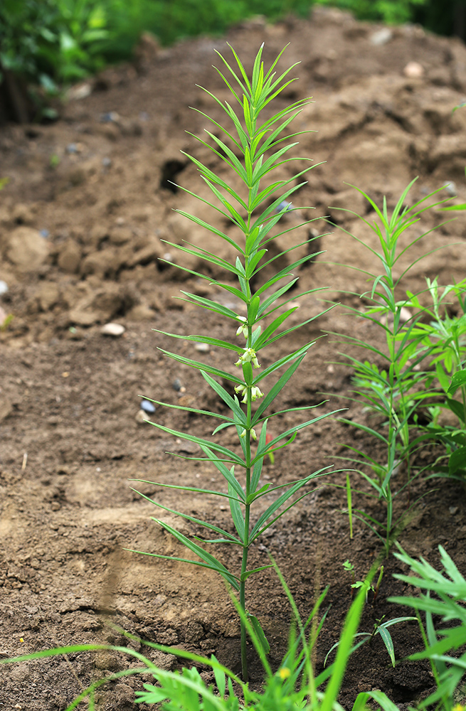 Изображение особи Polygonatum stenophyllum.