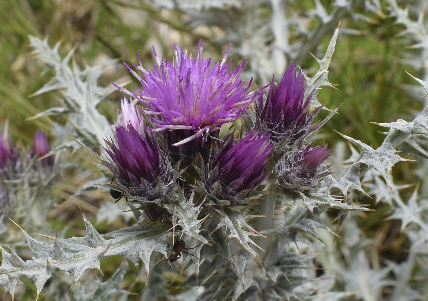 Image of Carduus carlinoides specimen.