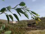 Nicotiana glauca. Верхушка побега с соцветием. Греция, Эгейское море, о. Сирос, ю-в окраина г. Эрмуполис (Ερμούπολη), рядом с автодорогой, частный земельный участок. 27.04.2021.