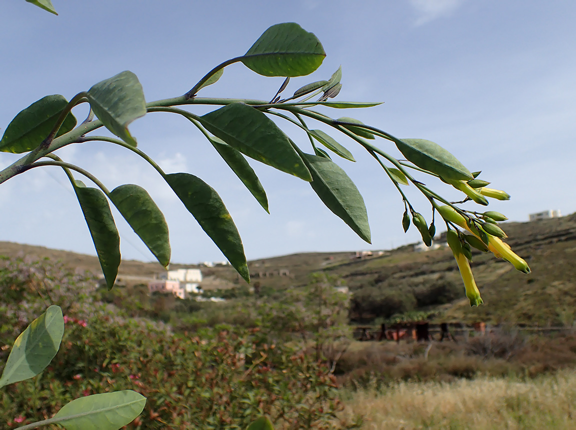 Image of Nicotiana glauca specimen.