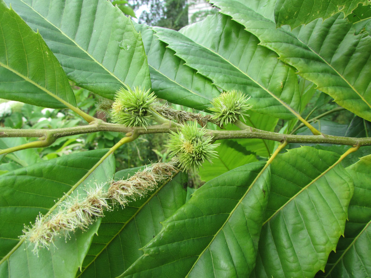 Изображение особи Castanea mollissima.