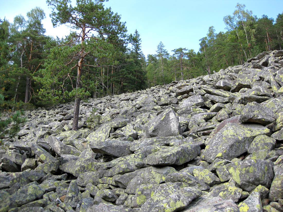 Image of Pinus sylvestris specimen.