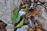 Corylus mandshurica. Опавшие соплодия и листья. Приморье, окр. г. Находка, окр. пос. Ливадия, бухта Средняя, опушка широколиственного леса. 04.08.2021.