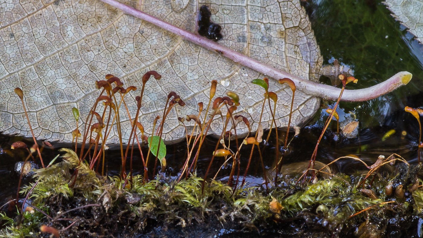 Image of Leptodictyum riparium specimen.