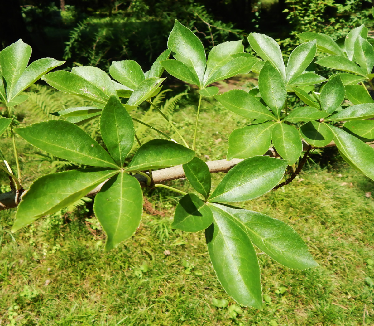 Изображение особи семейство Araliaceae.