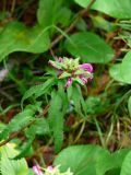 Pedicularis resupinata