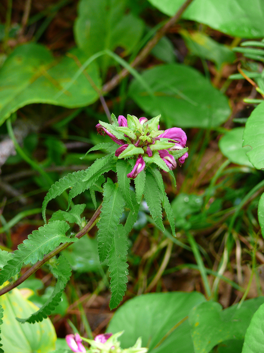 Image of Pedicularis resupinata specimen.