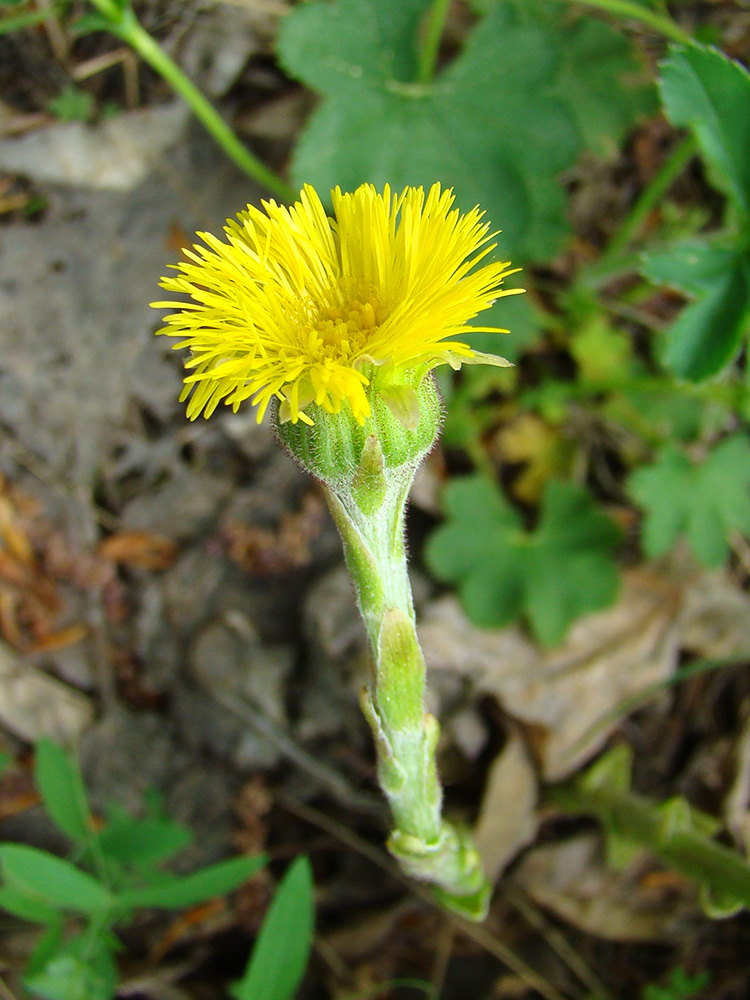 Image of Tussilago farfara specimen.