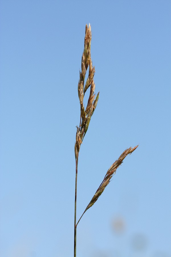 Изображение особи Festuca rubra.