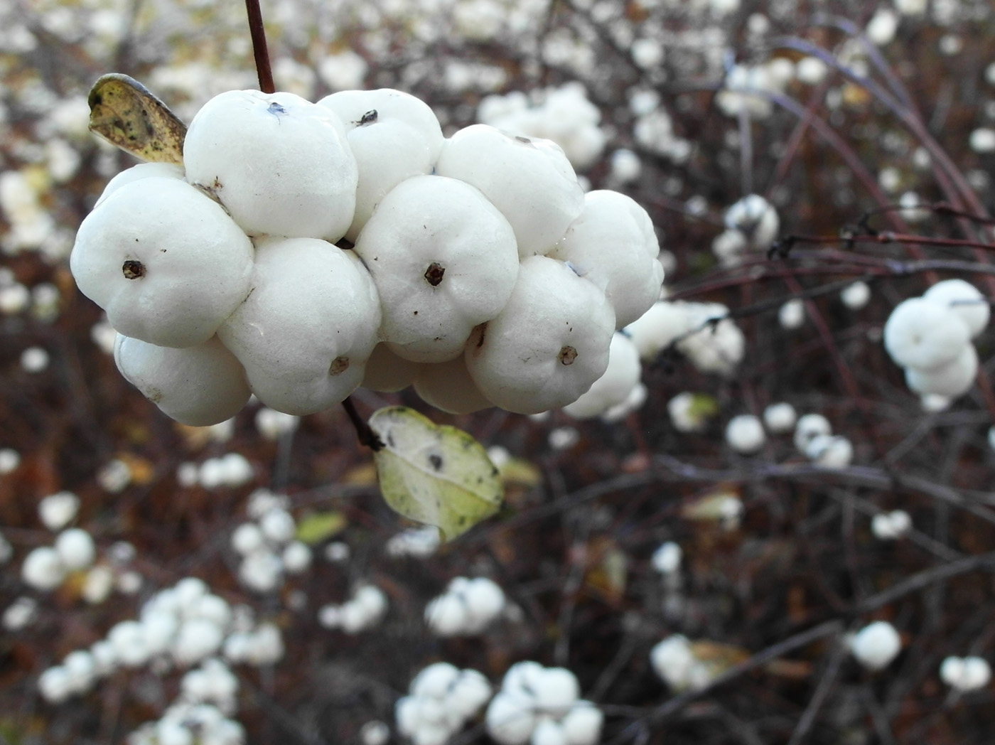 Image of Symphoricarpos albus var. laevigatus specimen.