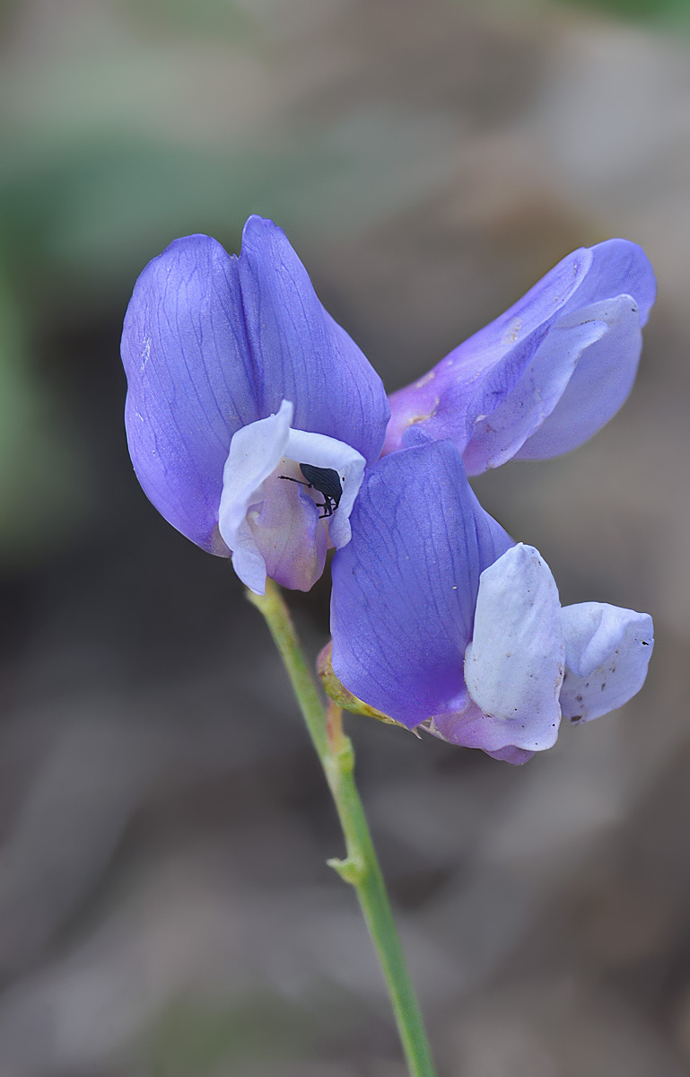 Изображение особи Lathyrus cyaneus.