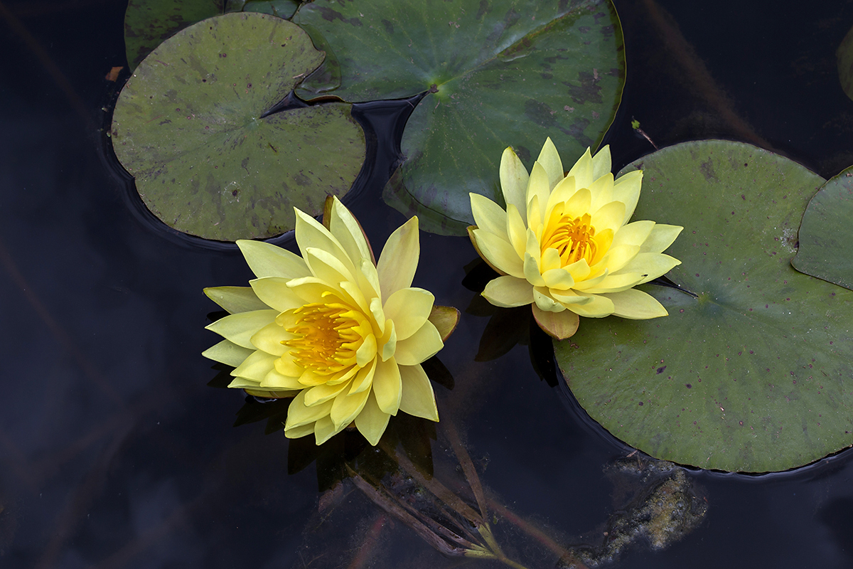 Image of Nymphaea odorata specimen.