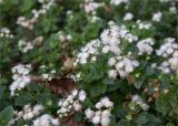 Ageratum houstonianum. Верхушки цветущих растений. Санкт-Петербург, Курортный р-н, г. Сестрорецк, парк \"Дубки\". 27.09.2020.