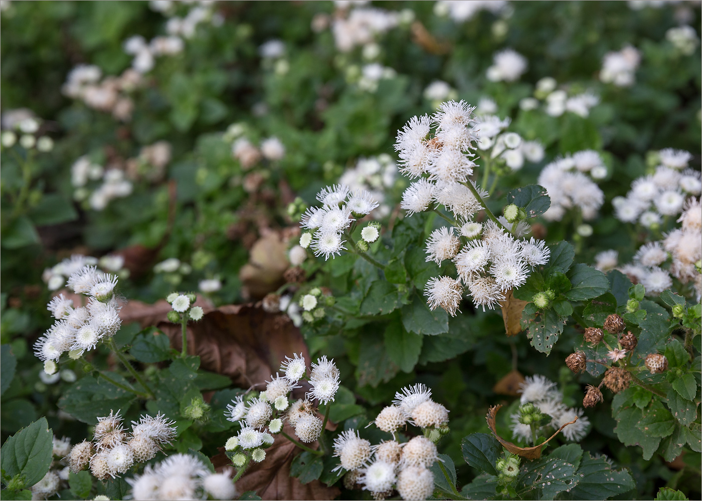 Image of Ageratum houstonianum specimen.