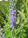 Veronica longifolia. Соцветие. Москва, Якиманка, парк Горького, партер, в культуре. 29.08.2020.