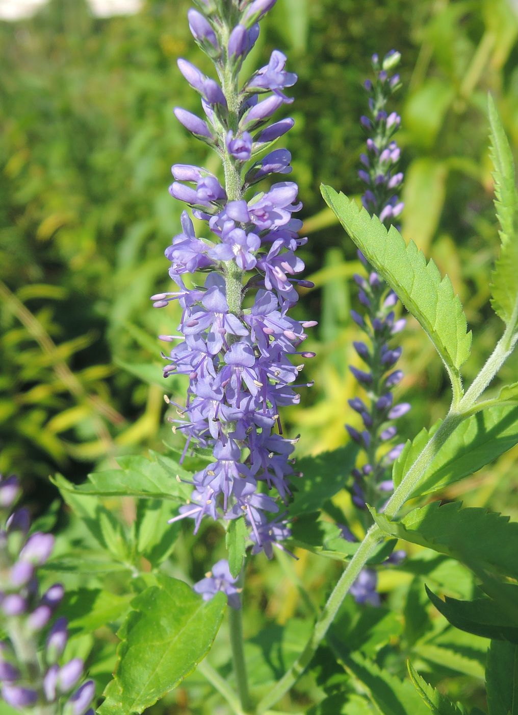 Изображение особи Veronica longifolia.