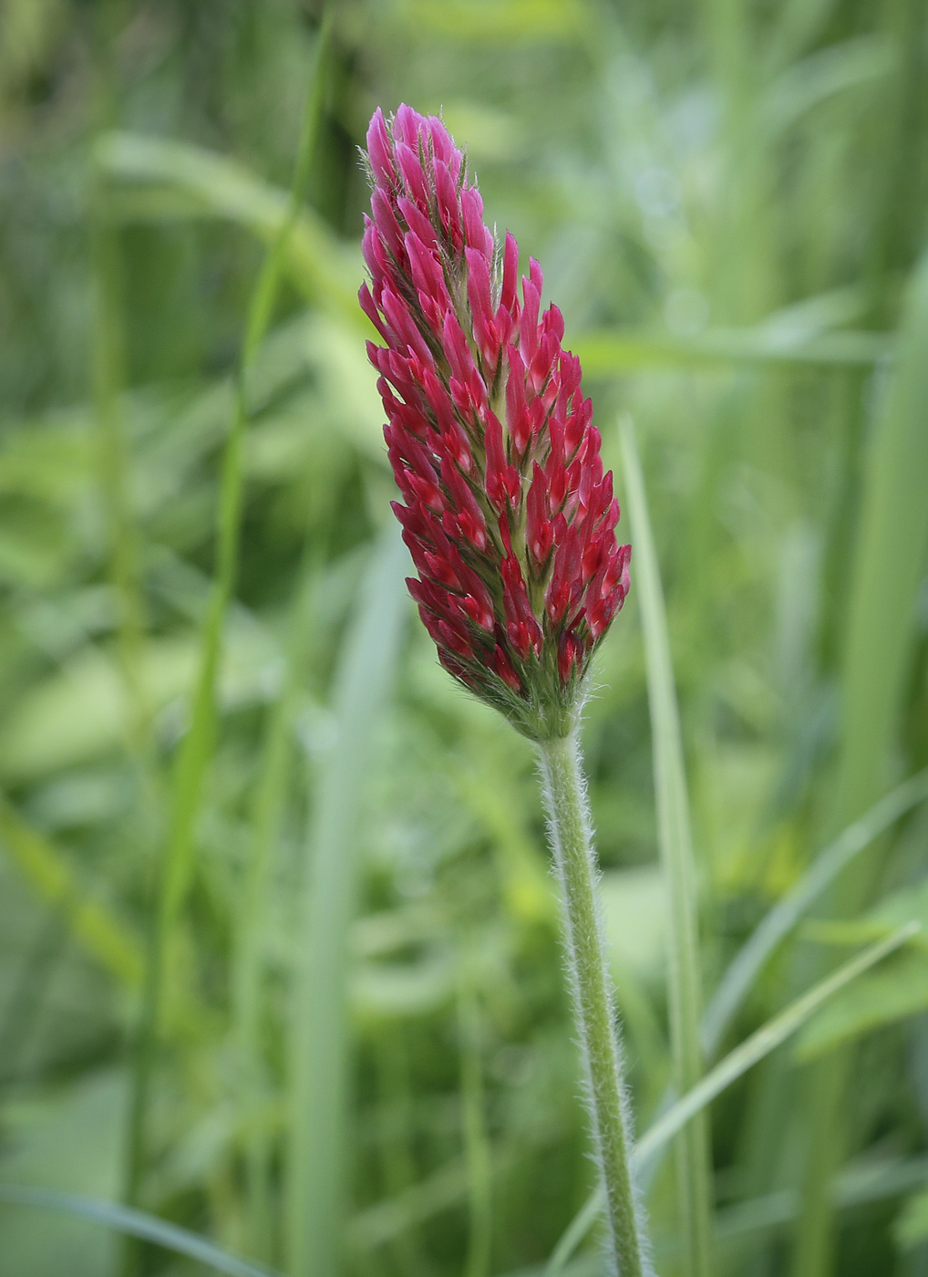 Image of Trifolium incarnatum specimen.