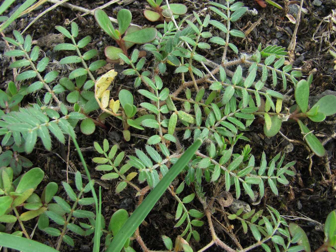 Изображение особи Tribulus terrestris.