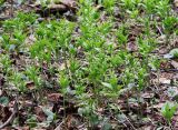 Mercurialis perennis