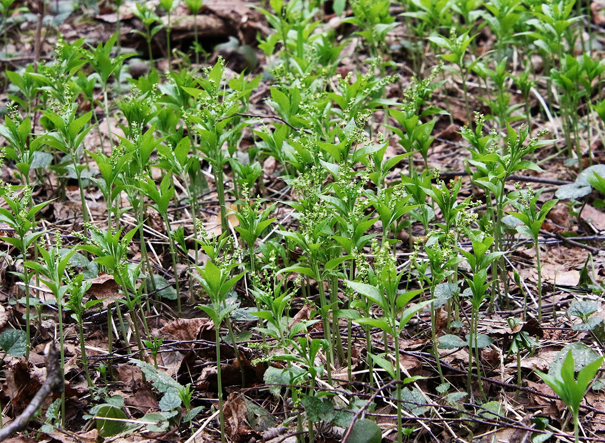 Image of Mercurialis perennis specimen.