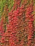 Parthenocissus tricuspidata