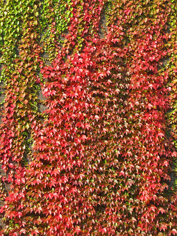 Image of Parthenocissus tricuspidata specimen.