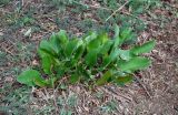 Limonium scoparium. Вегетирующие растения. Астраханская обл., Лиманский р-н, окр. пос. Басинск, берег ильменя Корожий, роща из Elaeagnus angustifolia. 23.04.2021.