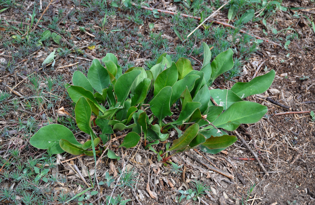 Image of Limonium scoparium specimen.