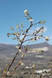 Lonicera fragrantissima. Ветвь с цветками, бутонами и развивающимися молодыми побегами. Южный Берег Крыма, гора Аю-Даг, северный склон. 05.04.2022.