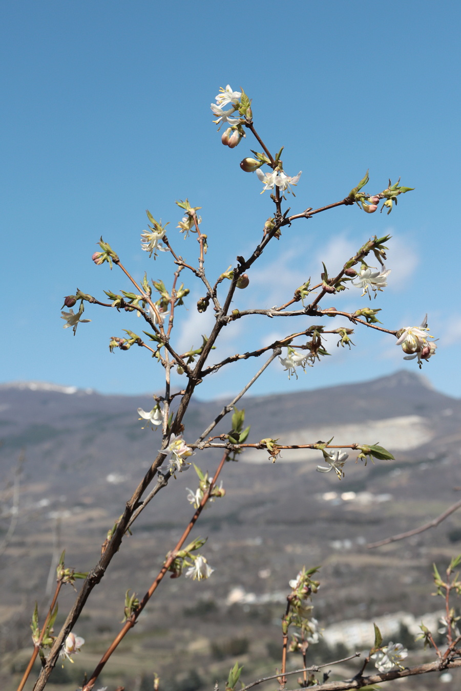 Изображение особи Lonicera fragrantissima.