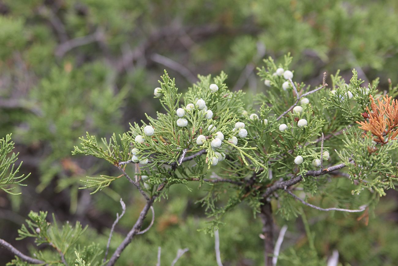 Image of Juniperus sabina specimen.