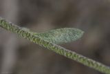 genus Odontarrhena. Лист в средней части растения. Крым, Бахчисарайский р-н, окр. пгт Куйбышево, склон каменистого холма. 02.05.2022.