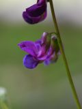 Lathyrus vernus. Цветок. Калужская обл., Боровский р-н, еловый участок леса между деревней Чёлохово и Чёлоховским ручьём, на краю тропы. 26.05.2022.