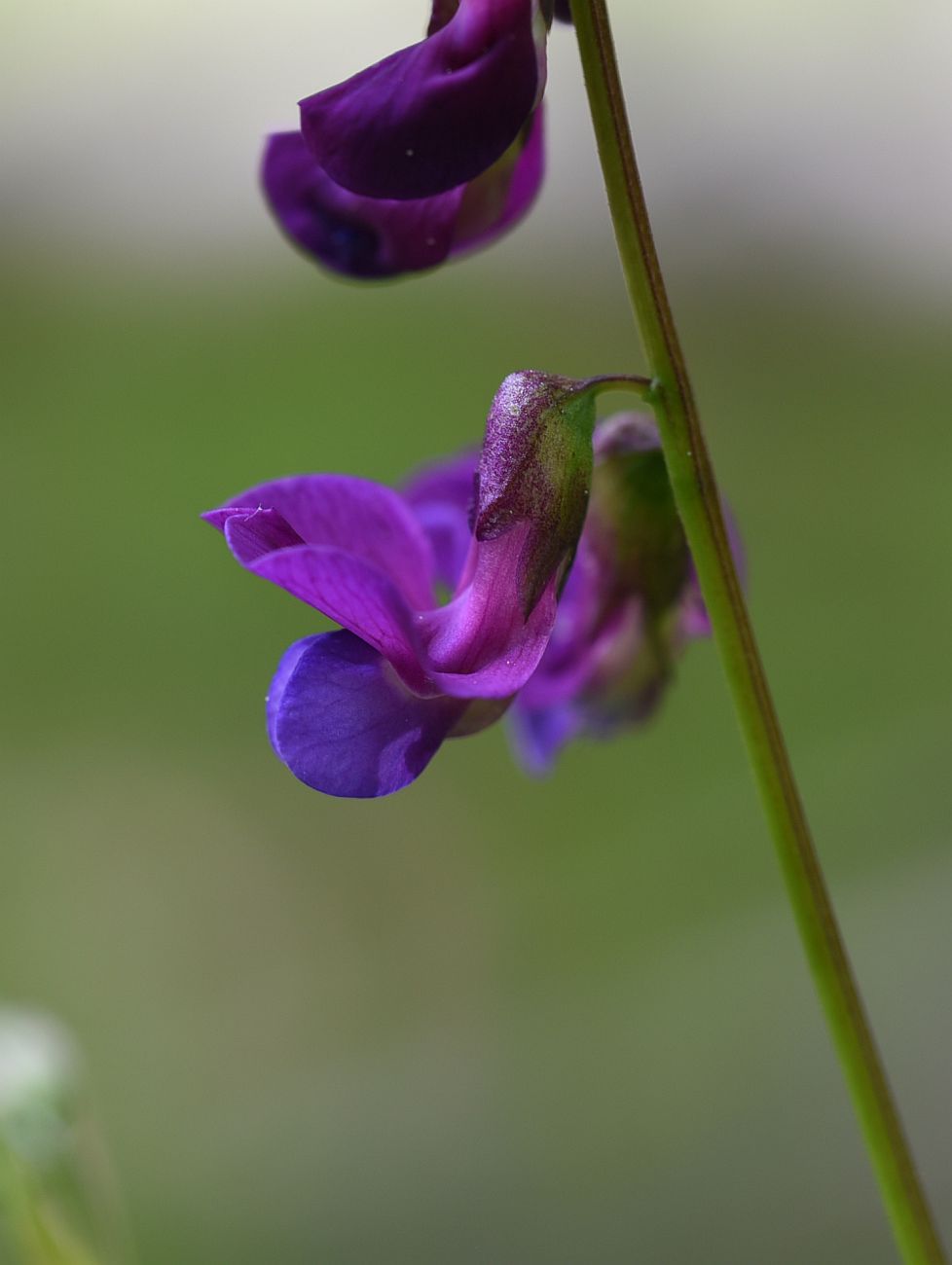 Изображение особи Lathyrus vernus.