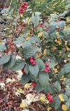 Cotoneaster