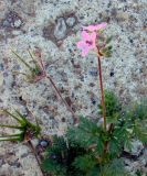 Erodium cicutarium. Цветущее и плодоносящее растение. Якутия, Мирнинский р-н, в р-не Светлинской ГЭС. 04.09.2007.