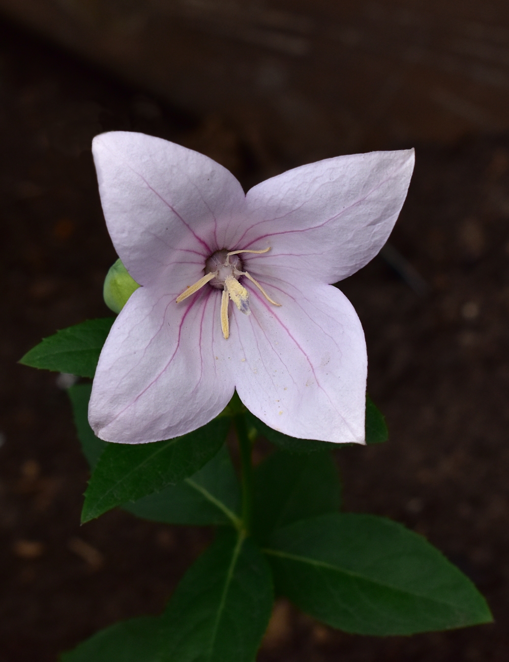 Image of Platycodon grandiflorus specimen.