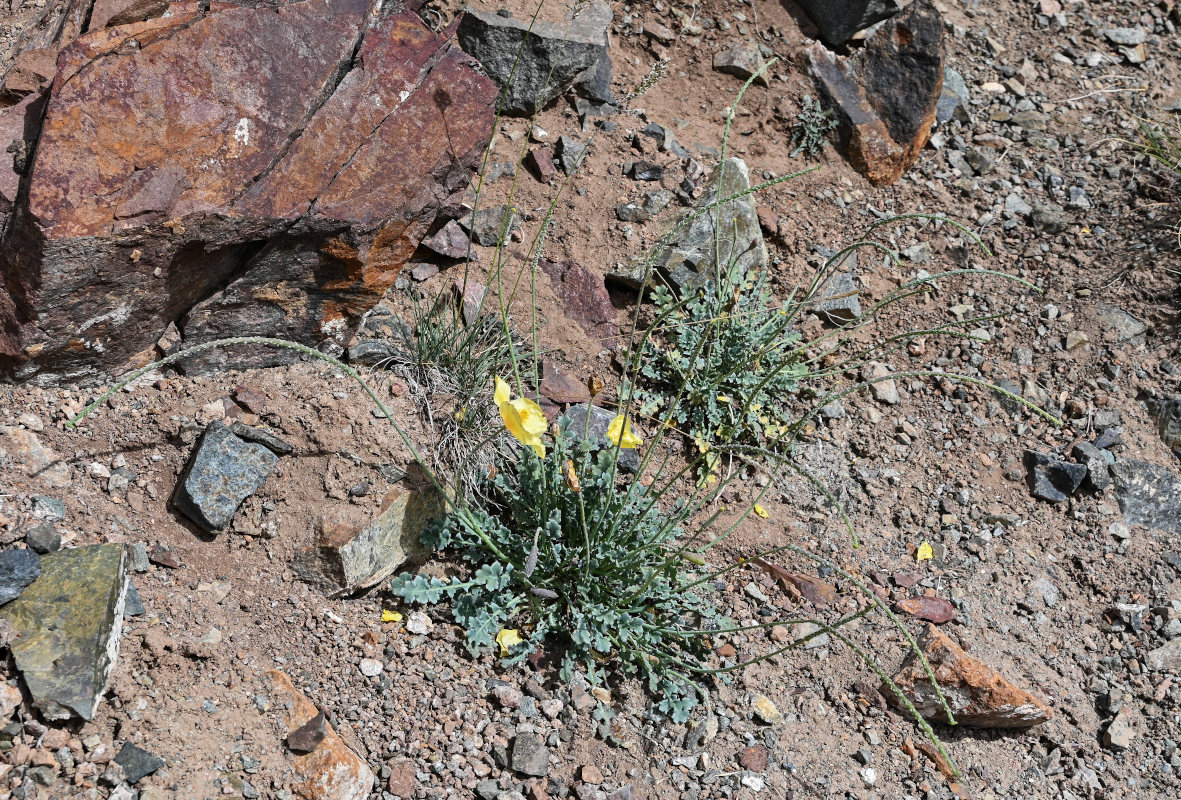 Image of Glaucium squamigerum specimen.