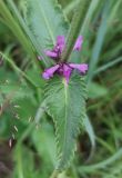 Betonica officinalis