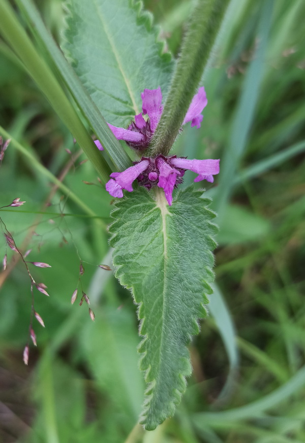 Изображение особи Betonica officinalis.