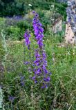 Campanula rapunculoides. Цветущие растения. Северная Осетия, Пригородный р-н, окр. с. Даргавс, ≈ 1400 м н.у.м., луговой склон. 23.07.2022.