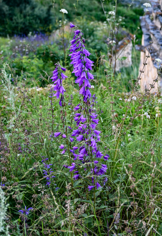 Image of Campanula rapunculoides specimen.