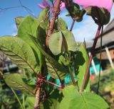 Cobaea scandens