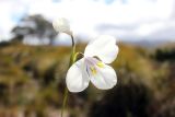 Diplarrena latifolia