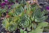 Sempervivum ruthenicum