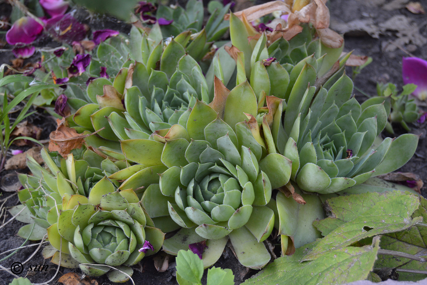 Image of Sempervivum ruthenicum specimen.